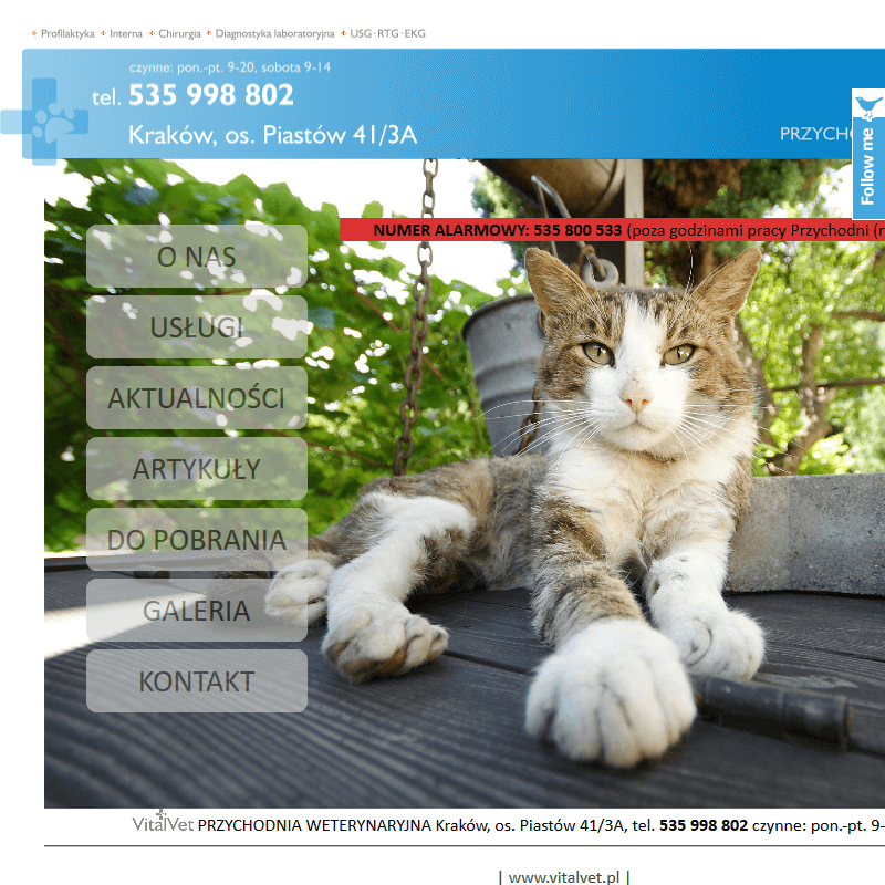 Diagnostyka laboratorium dla psa w Wieliczce